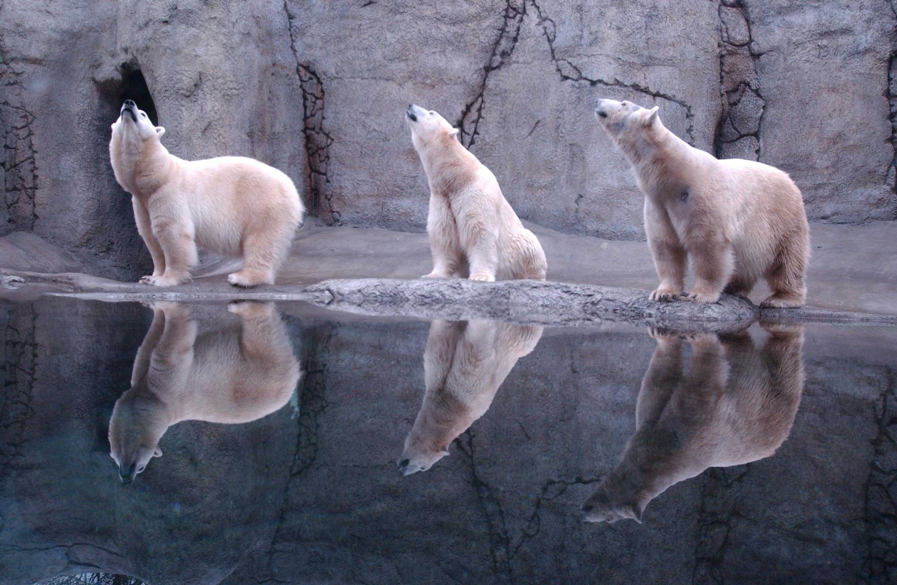 Polar Bears Wallpaper - Reflections Of Animals In Water , HD Wallpaper & Backgrounds