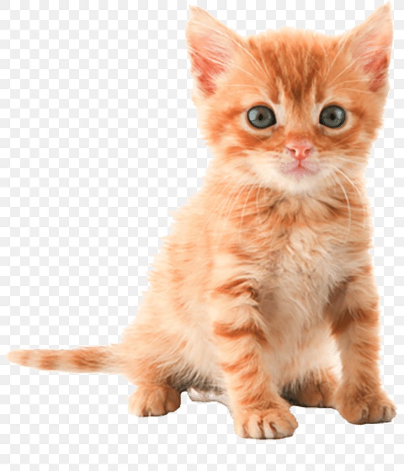 Cat Png , HD Wallpaper & Backgrounds