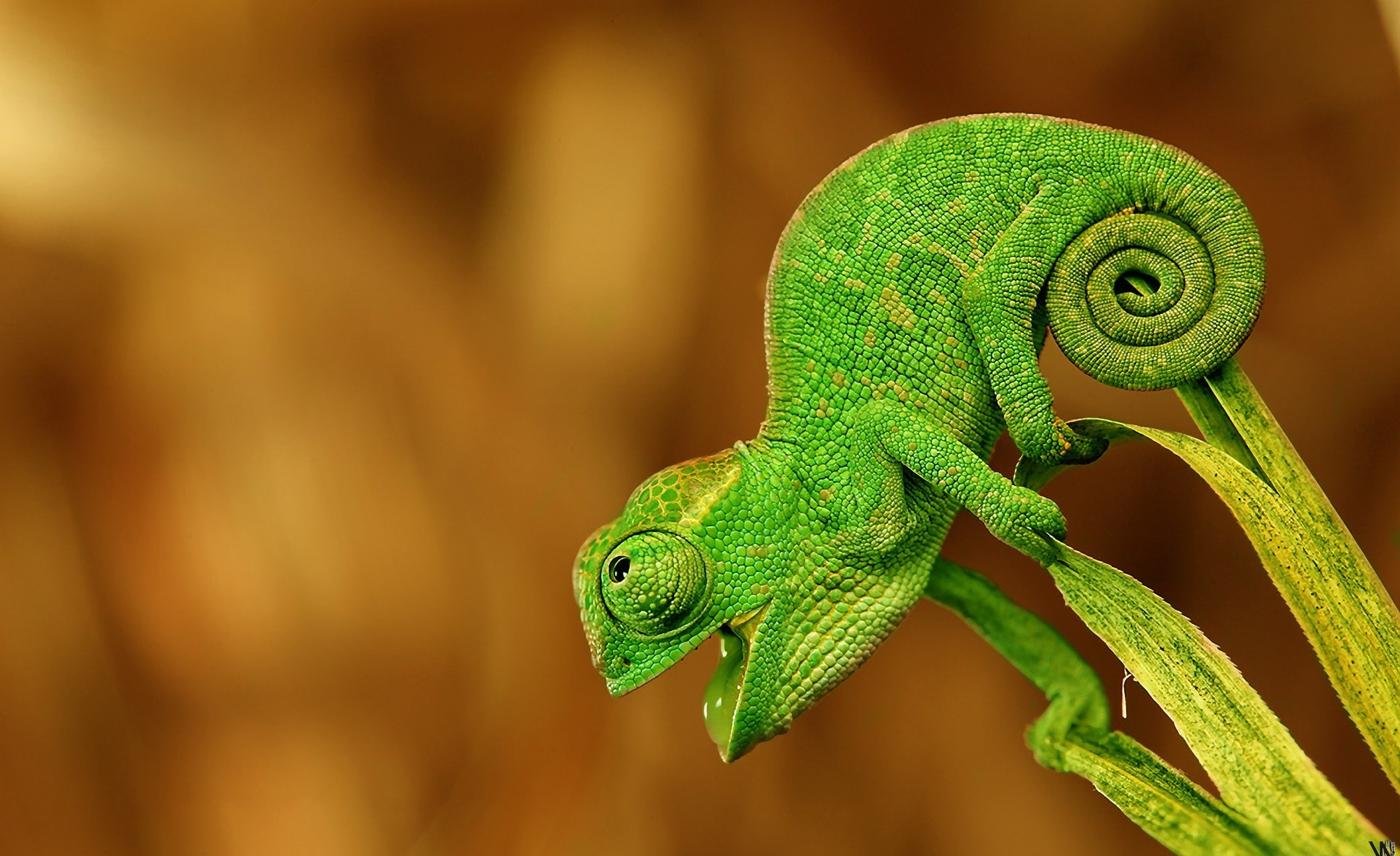 Chameleon Wallpaper - Chameleon Wallpaper Hd , HD Wallpaper & Backgrounds