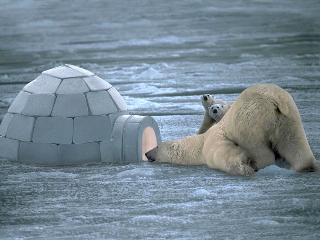 Polar Bear By Igloo , HD Wallpaper & Backgrounds