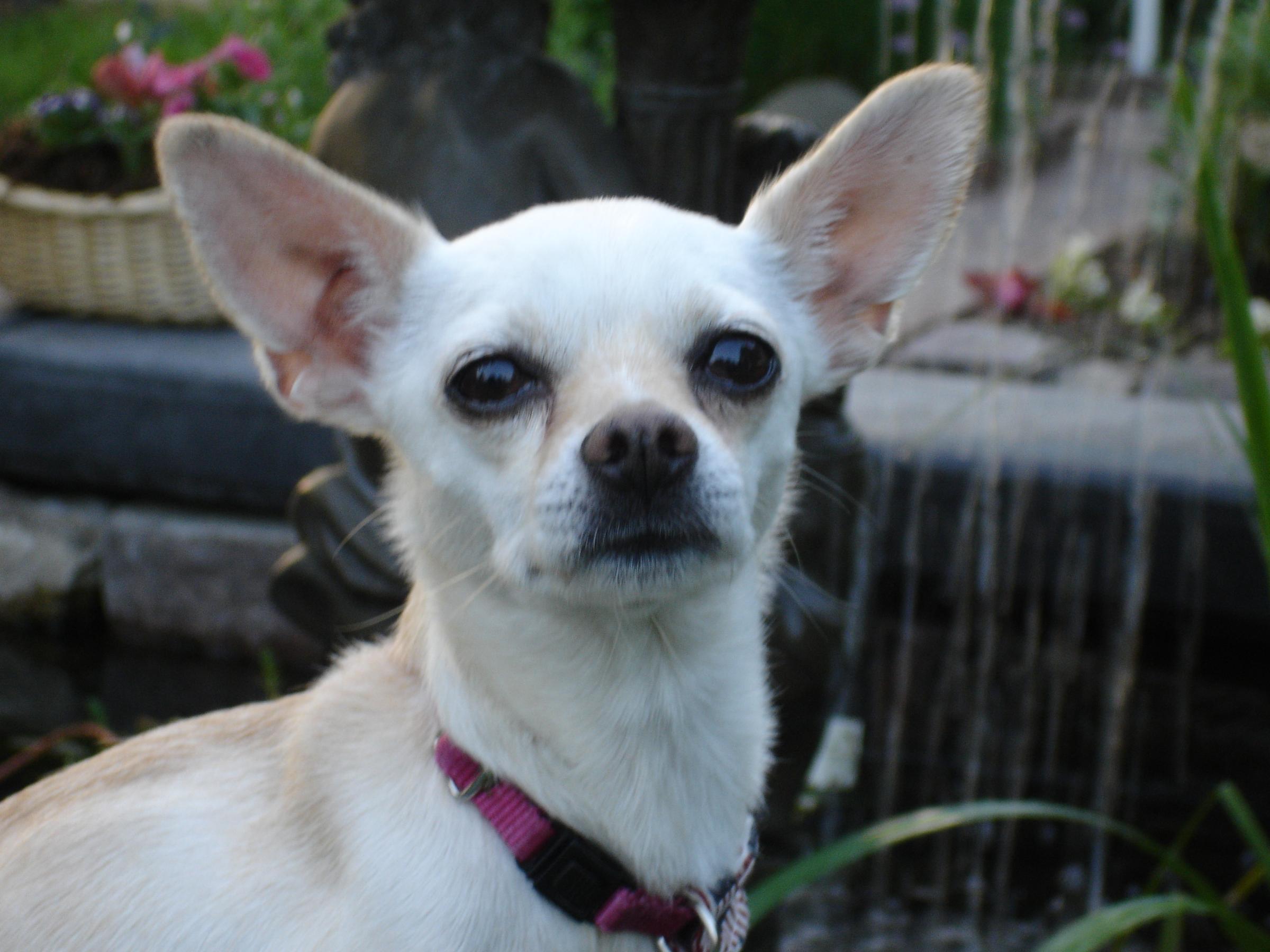 The Cute Chihuahua - Chihuahua Cream Dogs , HD Wallpaper & Backgrounds