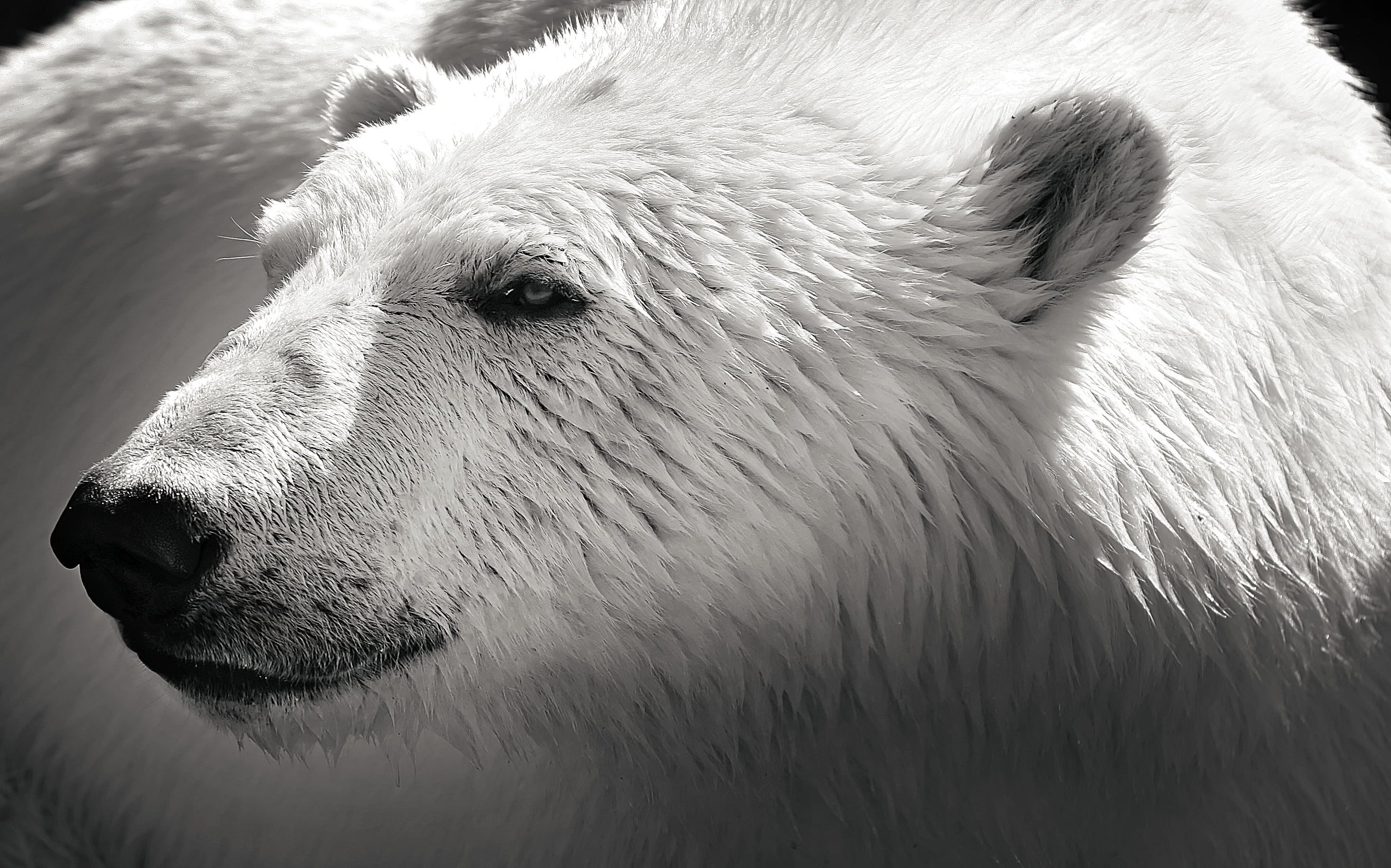 Close Up Polar Bear Hd , HD Wallpaper & Backgrounds