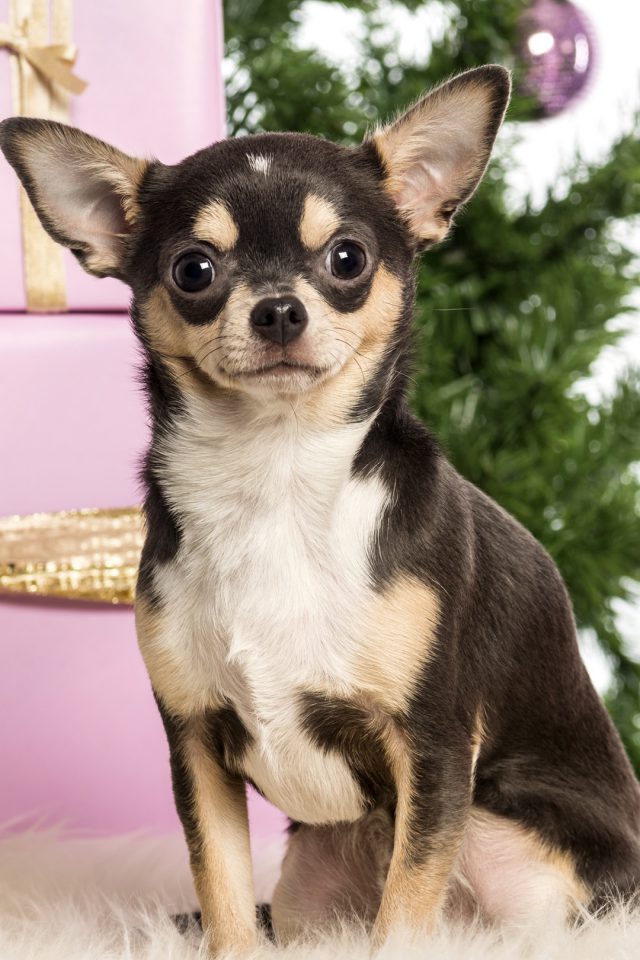 Hd Very Cute Puppy Iphone Wallpaper - Chihuahua Wallpaper For Iphone , HD Wallpaper & Backgrounds