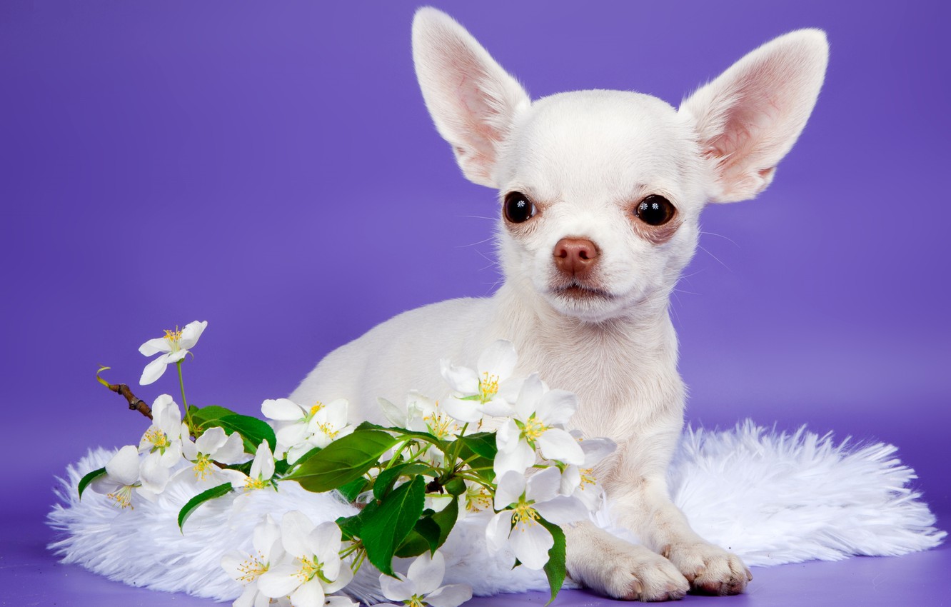 Photo Wallpaper Flowers, Cute, Puppy, Chihuahua - Chihuahua , HD Wallpaper & Backgrounds