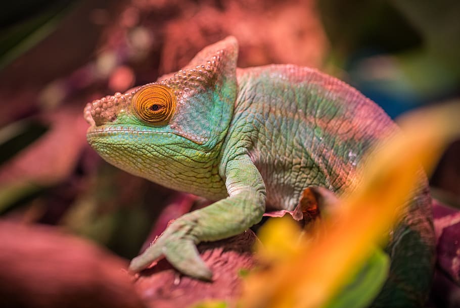 Green And Red Lizard, Animal, Blur, Chameleon, Close-up, - Chameleons , HD Wallpaper & Backgrounds