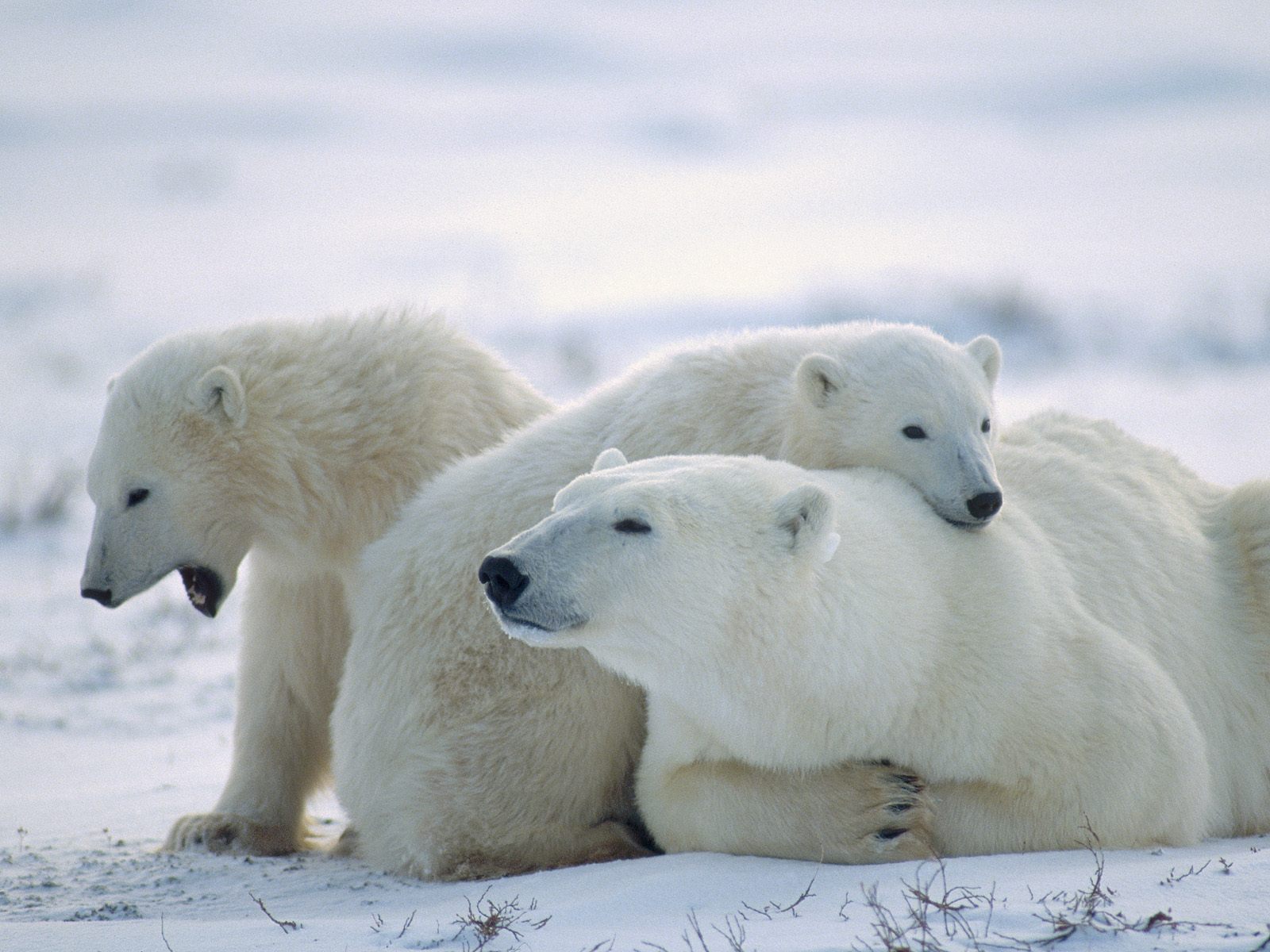 Polar Bear Background Hd , HD Wallpaper & Backgrounds