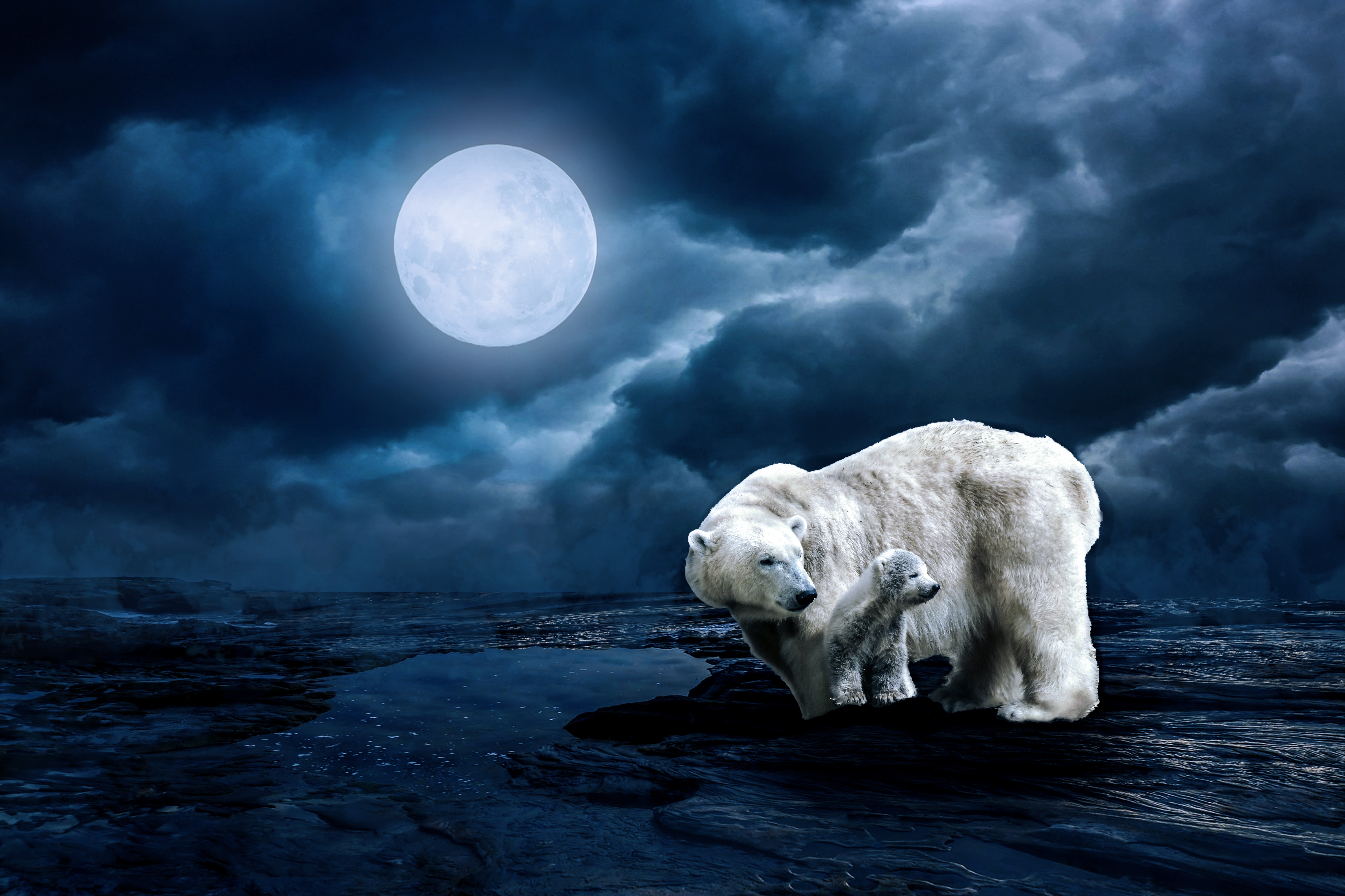 Polar Bear Wallpaper 4k , HD Wallpaper & Backgrounds