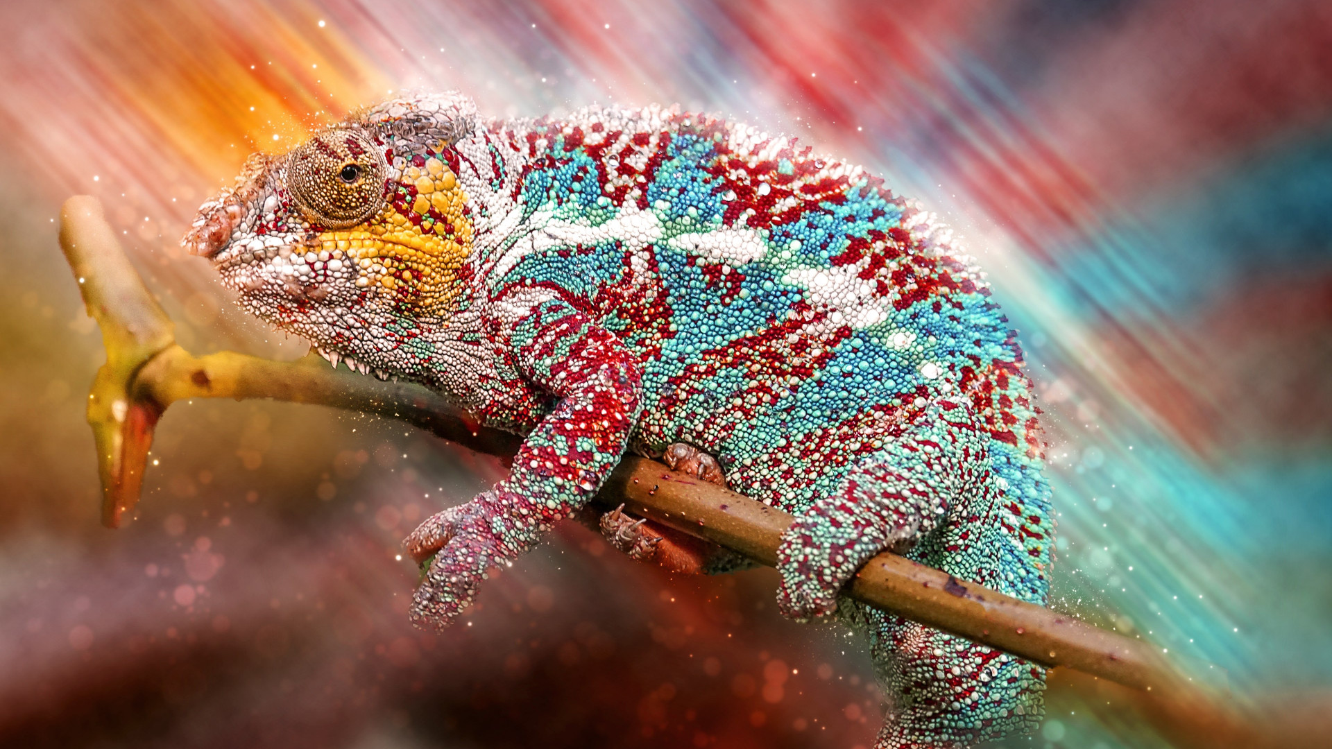 Panther Chameleon Wallpaper - Adapt To Change Animal , HD Wallpaper & Backgrounds
