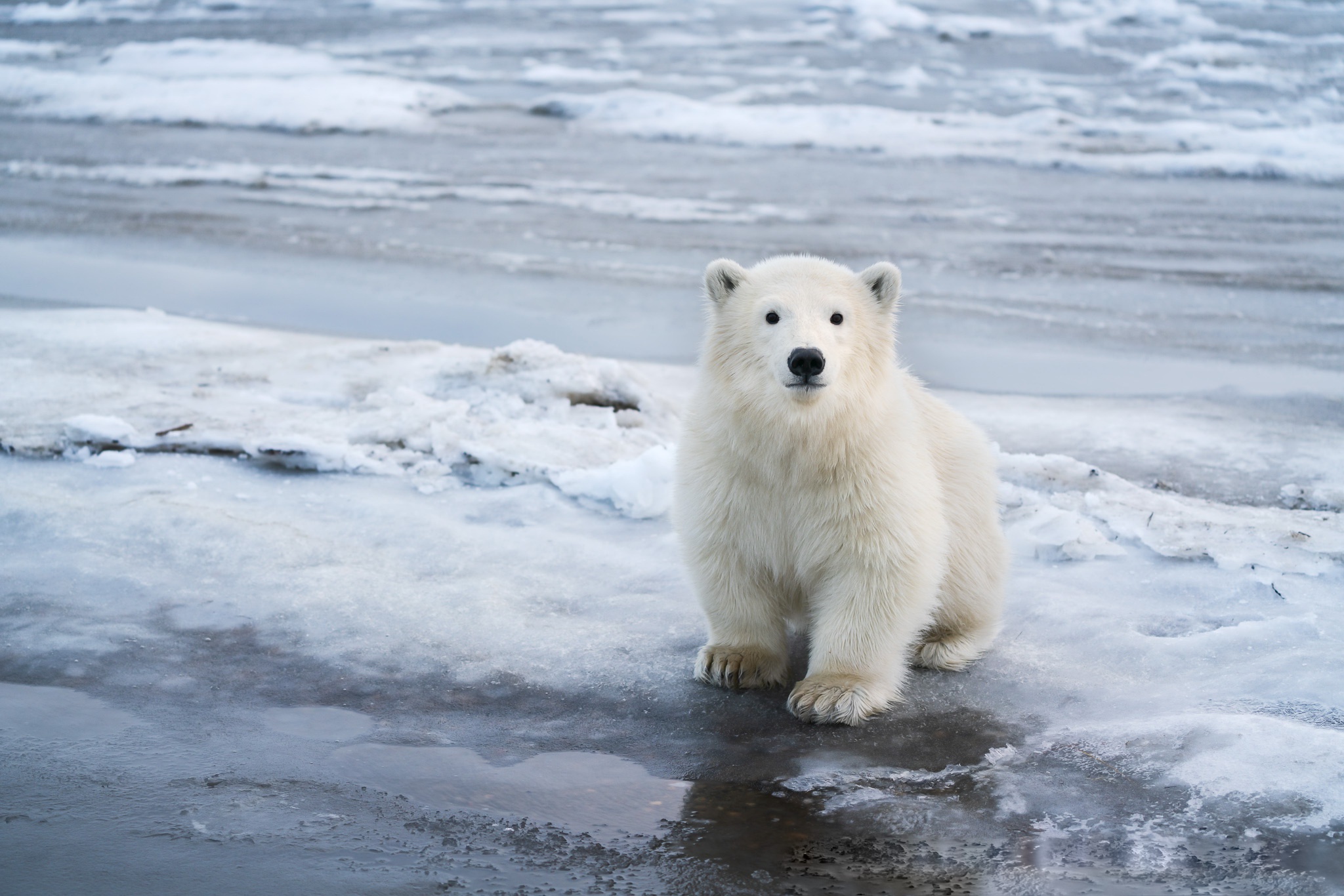 Animal Polar Bear Bears Wildlife Predator Snow Hd Wallpaper - Imagenes De Osos Polar Para Recortar , HD Wallpaper & Backgrounds