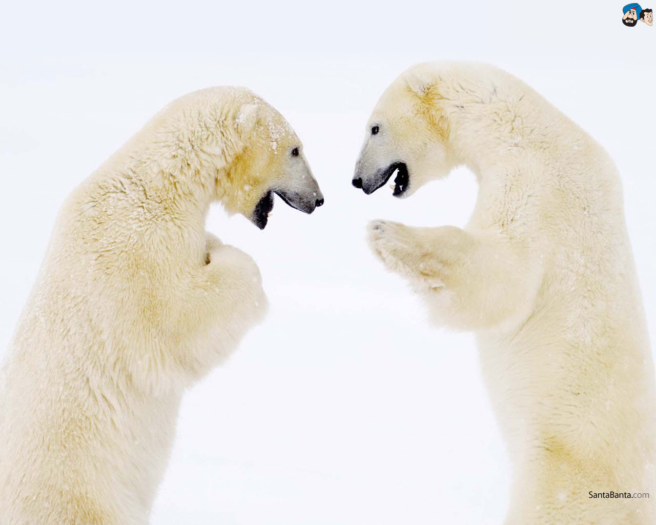 Polar Bears Laughing , HD Wallpaper & Backgrounds