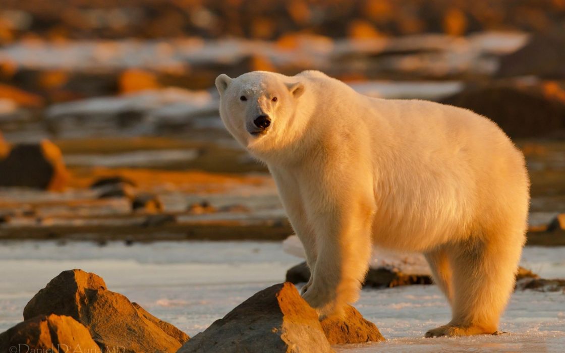 Polar Bear Wallpaper - Polar Bear Image Hd , HD Wallpaper & Backgrounds