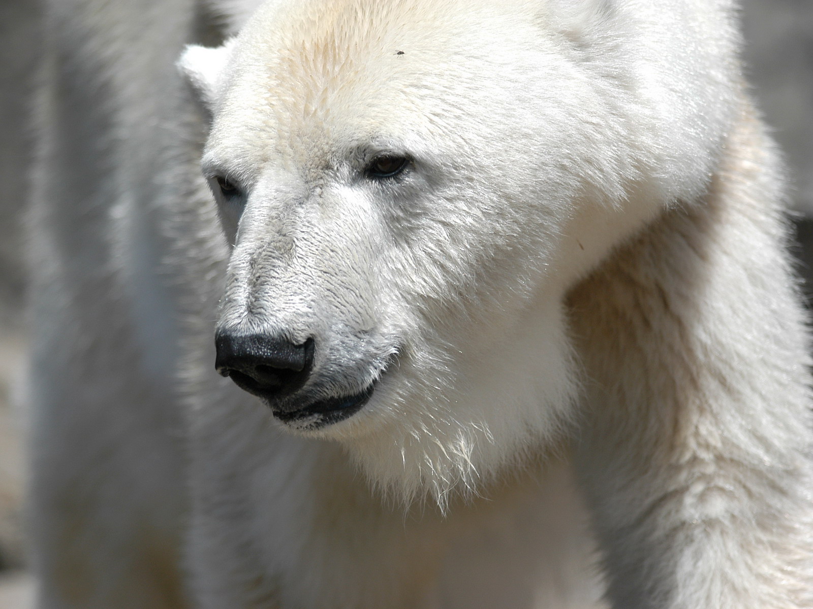 Polar Bear Wallpaper - Polar Bear 3 4 , HD Wallpaper & Backgrounds