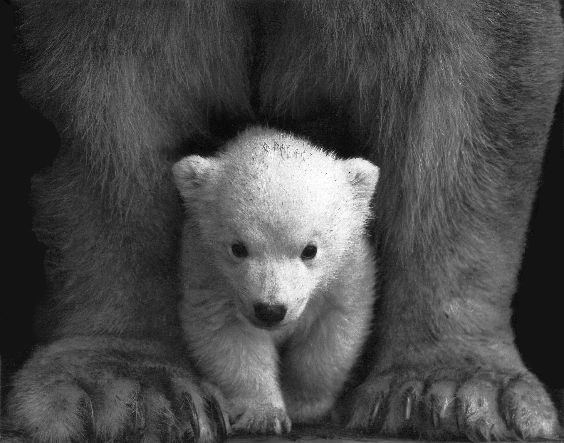Cute Grizzly Baby Bear Wallpaper Free Download - Polar Bear Black And White , HD Wallpaper & Backgrounds