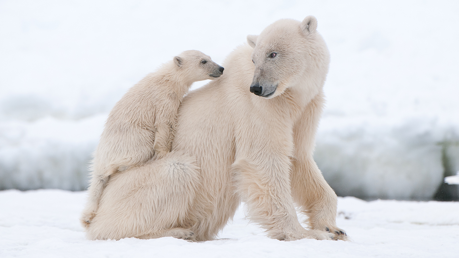 Polar Bear Hd Wallpapers, Desktop Wallpaper - Animals Living In Polar Region , HD Wallpaper & Backgrounds