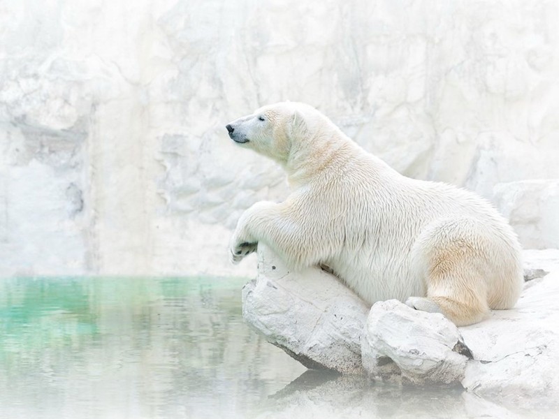 Polar Bear Wallpaper - 動物 撩 妹 , HD Wallpaper & Backgrounds