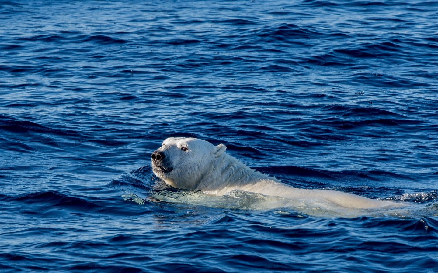 Wallpaper Polar Bear, Sea, Swim, Bear - Ледовитый Океан Фото Обои , HD Wallpaper & Backgrounds