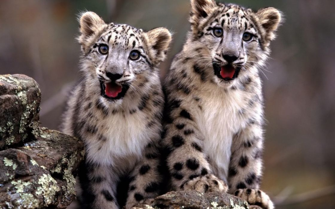 Snow Leopard Cubs Wallpaper - Cub Snow Leopard Life Cycle , HD Wallpaper & Backgrounds