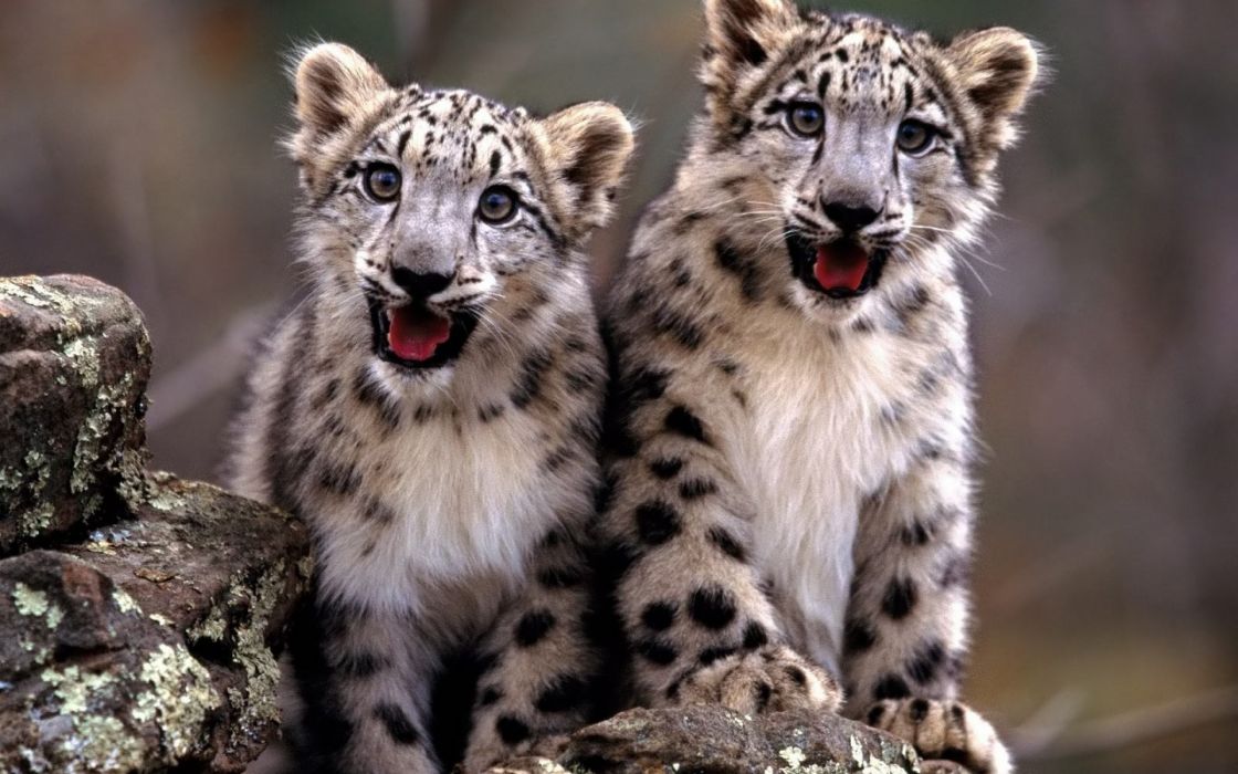 Snow Leopard Cubs Wallpaper - Cub Snow Leopard Life Cycle (#3074725