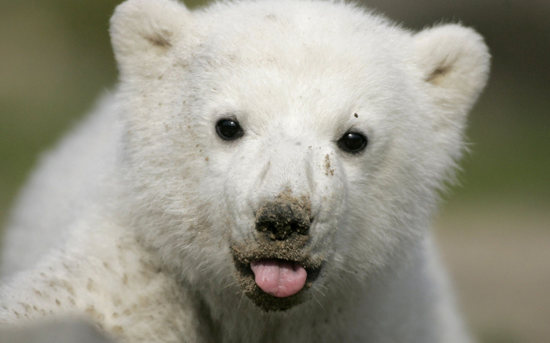 Polar Bear Wallpaper For Desktop - Baby Polar Bear Background , HD Wallpaper & Backgrounds