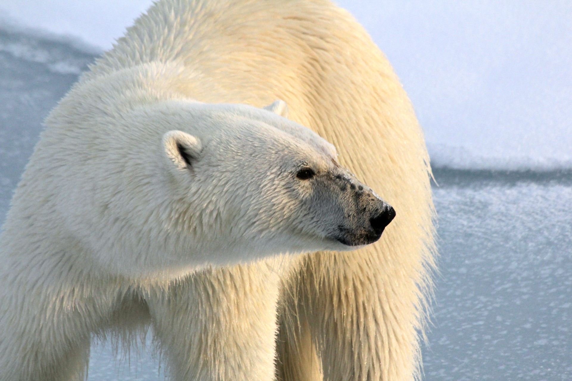 Adult Polar Bear Wallpaper - Do Polar Bears Stay Warm , HD Wallpaper & Backgrounds