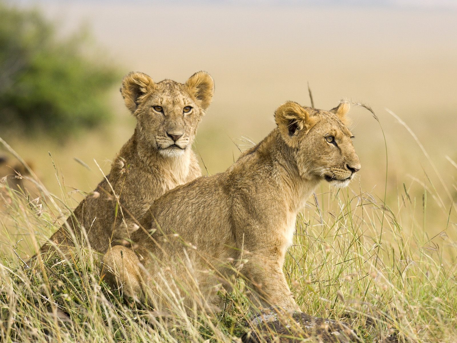 Baby Cub Female Lion , HD Wallpaper & Backgrounds