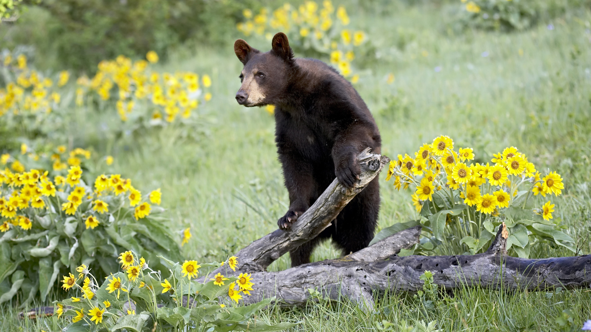 Black Bear Wallpaper - Baby Bears With Flowers , HD Wallpaper & Backgrounds