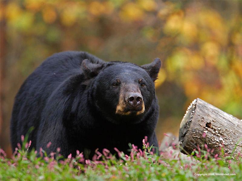 Free Black Bear Wallpaper Wallpapers And Background - Animaux Yosemite National Park , HD Wallpaper & Backgrounds