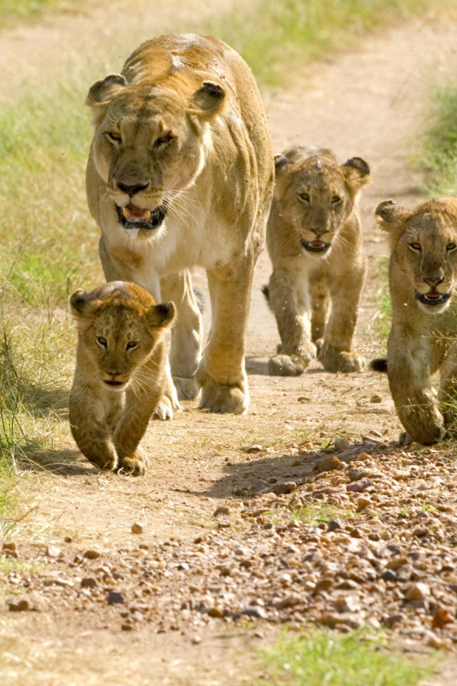 Lion Cub Wallpaper - Lion With 5 Cubs , HD Wallpaper & Backgrounds