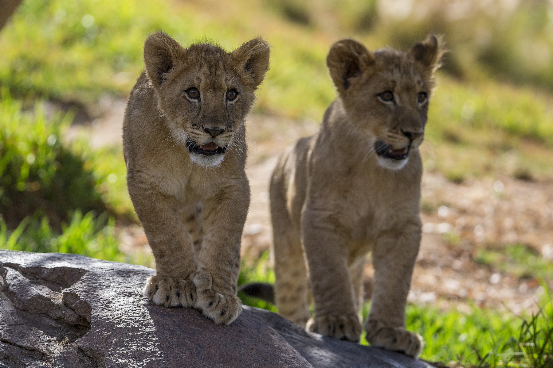 Lion Cubs Wallpaper - Lion Cub San Diego Zoo , HD Wallpaper & Backgrounds