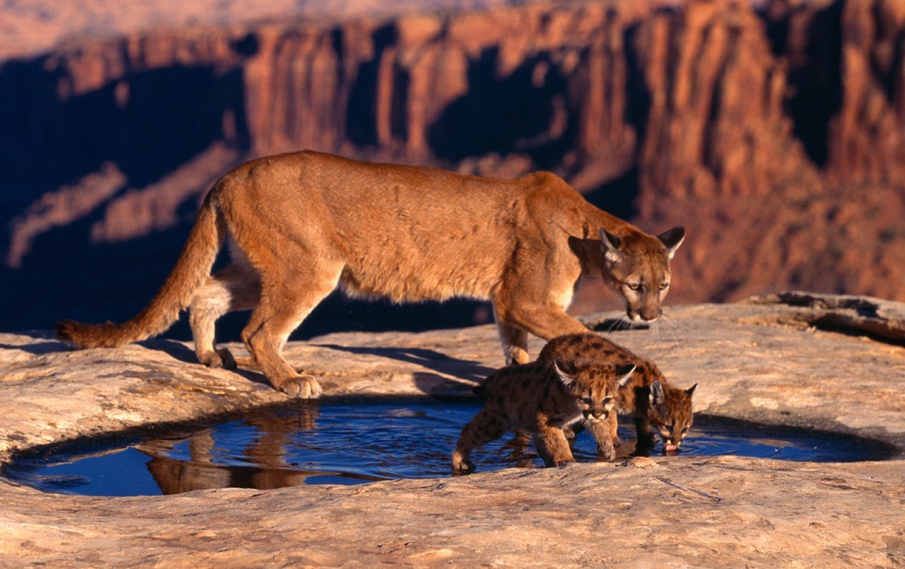 Cougar And Cubs Wallpapers - Hd Baby Wild Animals , HD Wallpaper & Backgrounds