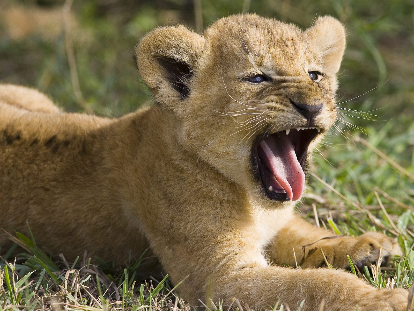 A Yawning Cub - Cute Lion Cub , HD Wallpaper & Backgrounds