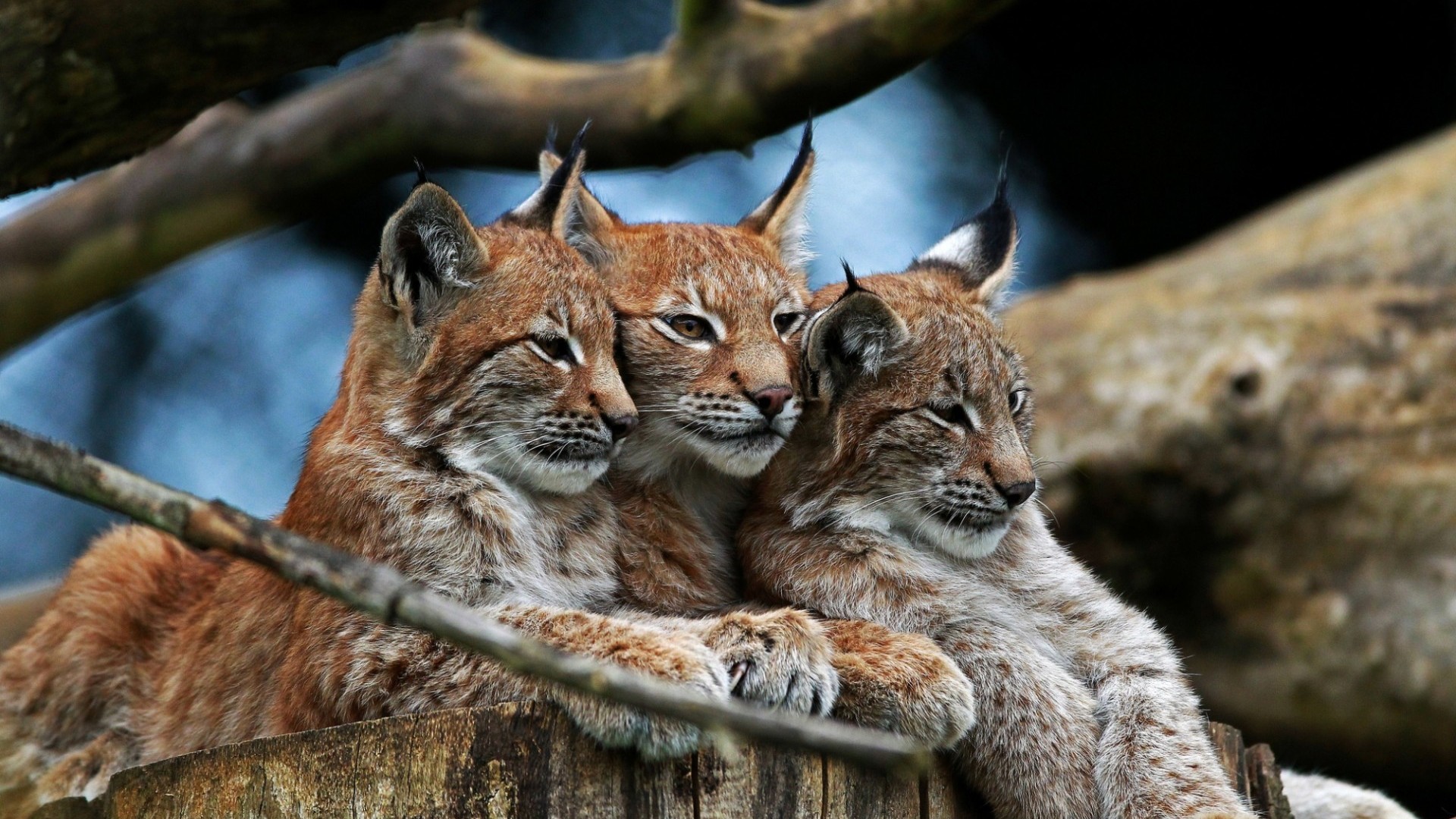 Lynx Cubs Wallpaper - Lynx Wallpaper Hd , HD Wallpaper & Backgrounds