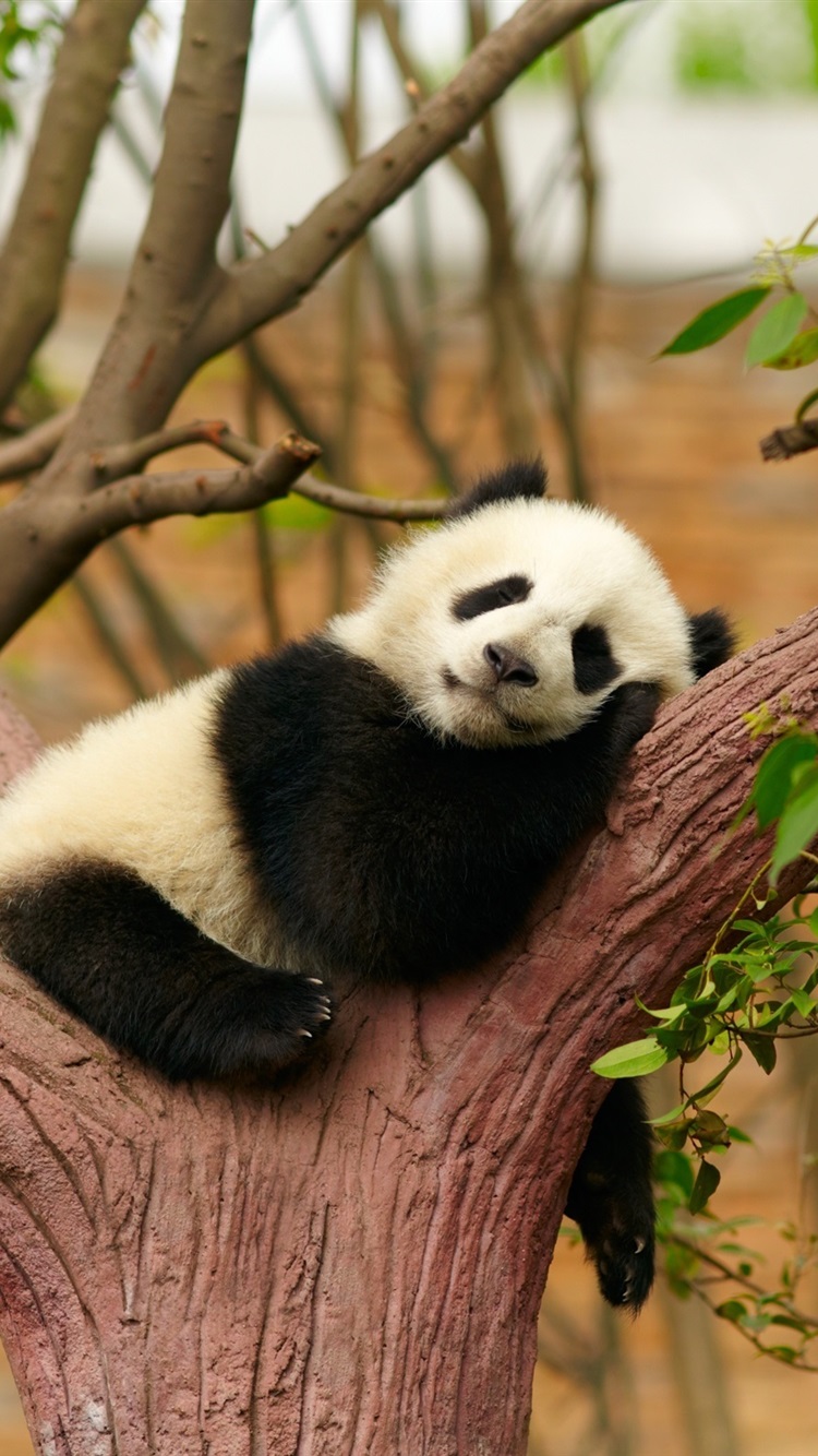 Iphone Wallpaper Cute Panda Bear Sleep, Rest, Tree, - Cute Baby Panda Sleeping , HD Wallpaper & Backgrounds