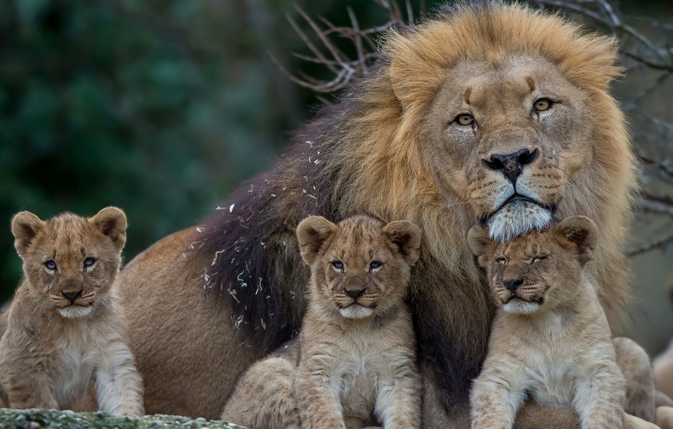 Photo Wallpaper Leo, Mane, Kittens, Lions, The Cubs, - Lion Dad With Cubs , HD Wallpaper & Backgrounds