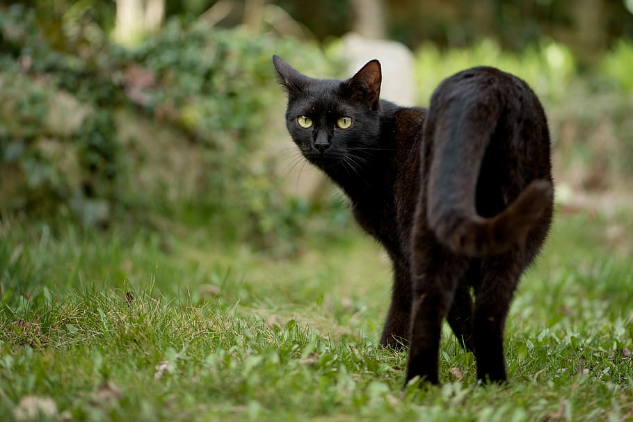 Bombay Cat Standing On Grass, Kitten, Black Cat, Domestic - Gatos Negros En Adopcion , HD Wallpaper & Backgrounds