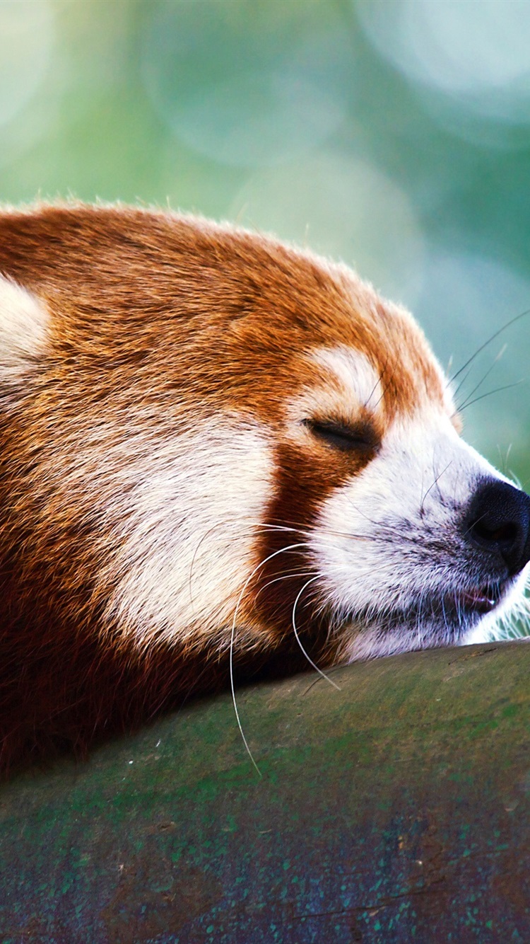 Iphone Wallpaper Snooze Red Panda - Red Panda Wallpaper For Ipad , HD Wallpaper & Backgrounds