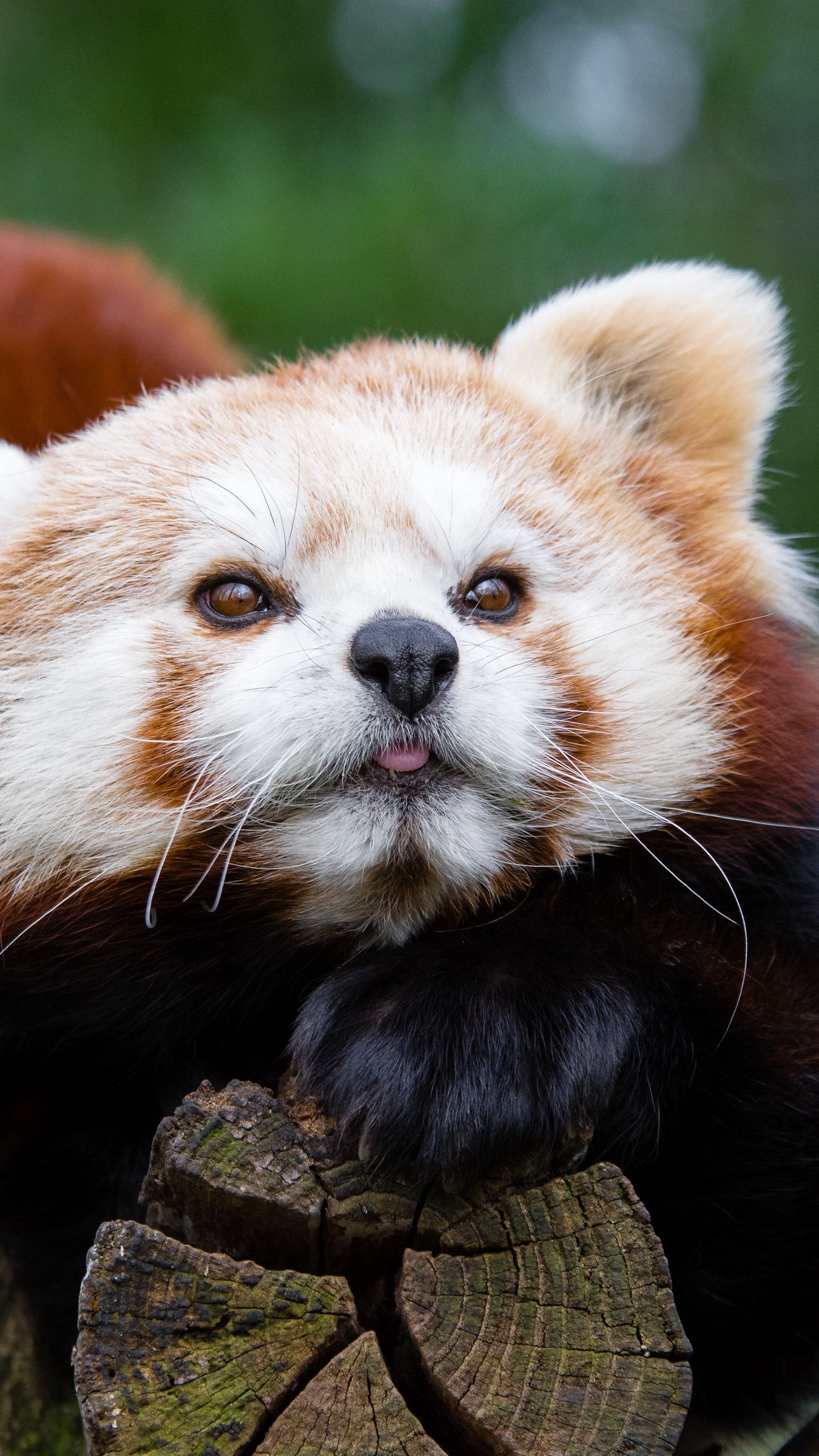 Wallpaper Red Panda, Small Panda, Muzzle, Spotted - Panda Roux , HD Wallpaper & Backgrounds