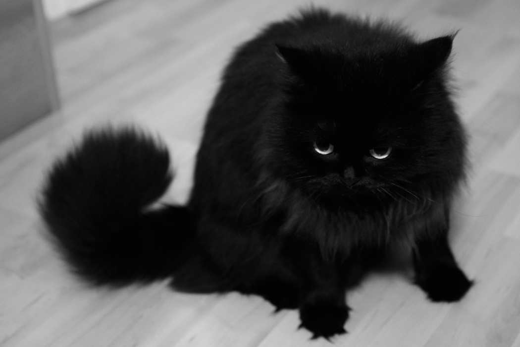 Dark Black Cat - قط اسود في المنام , HD Wallpaper & Backgrounds