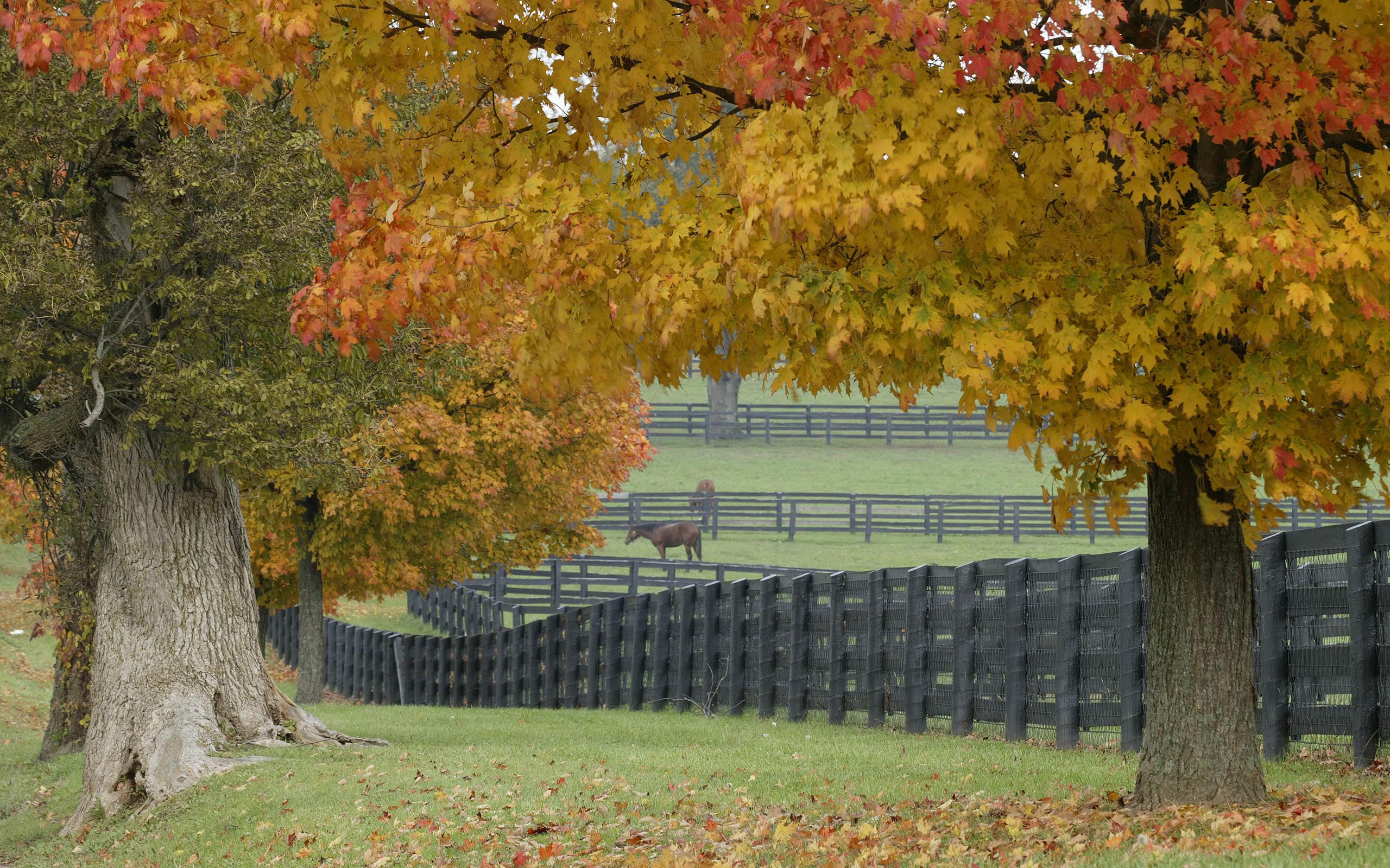 Horse Farm In Autumn , HD Wallpaper & Backgrounds