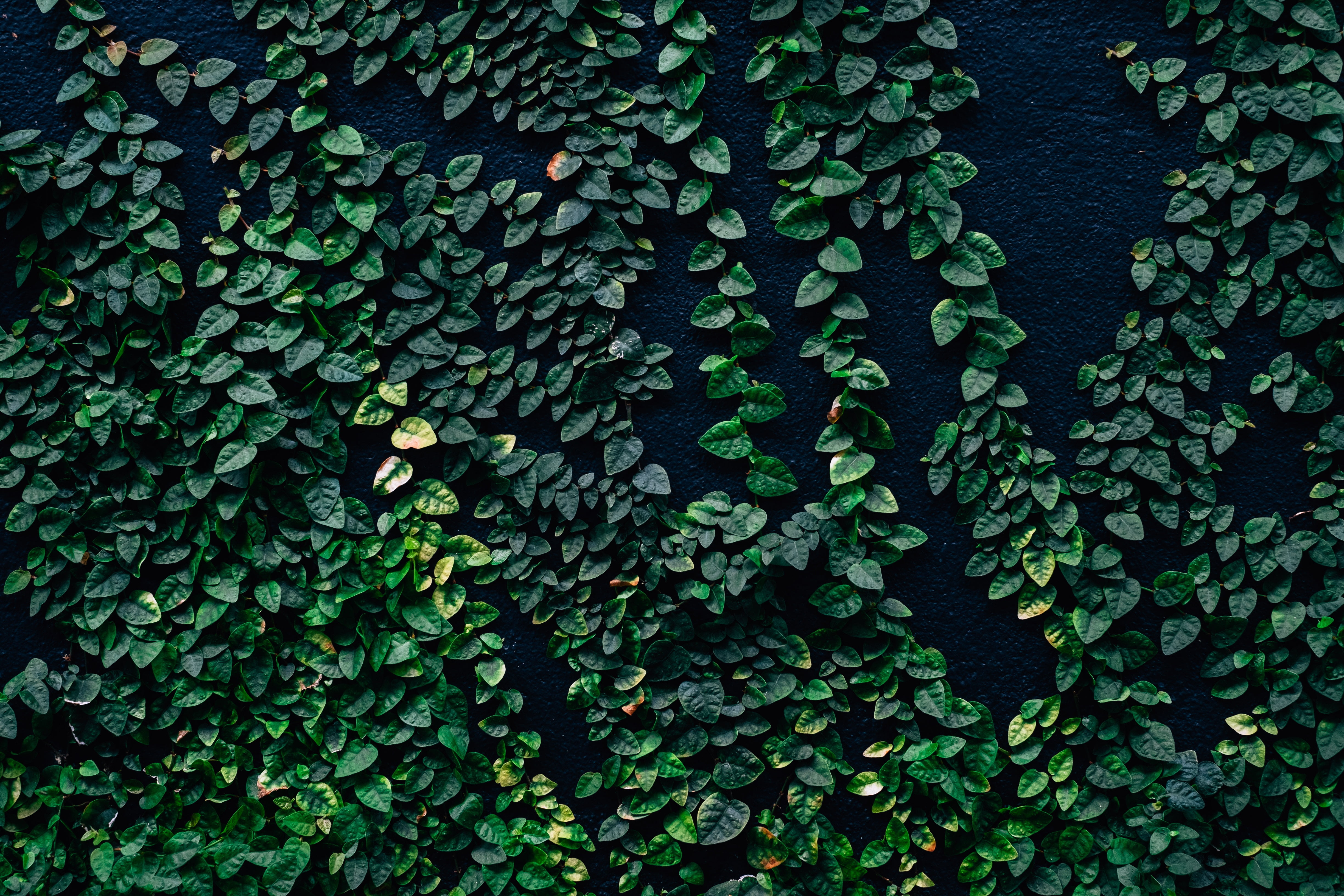 Green Leaf Wall Background , HD Wallpaper & Backgrounds