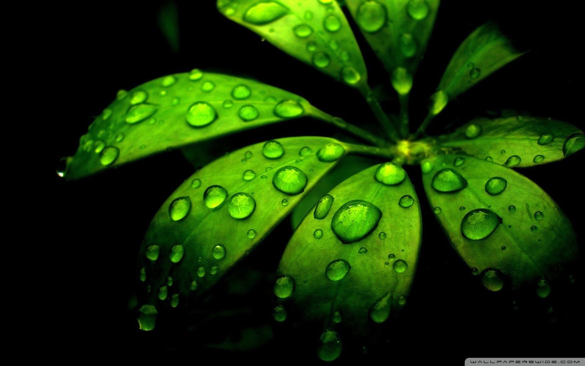 Green Flower With Water , HD Wallpaper & Backgrounds