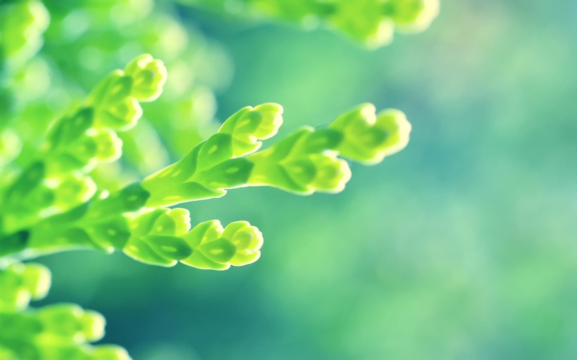 Green Flowers Wallpapers Hd Pictures One Hd Wallpaper - Elementary Os Wallpaper Green , HD Wallpaper & Backgrounds