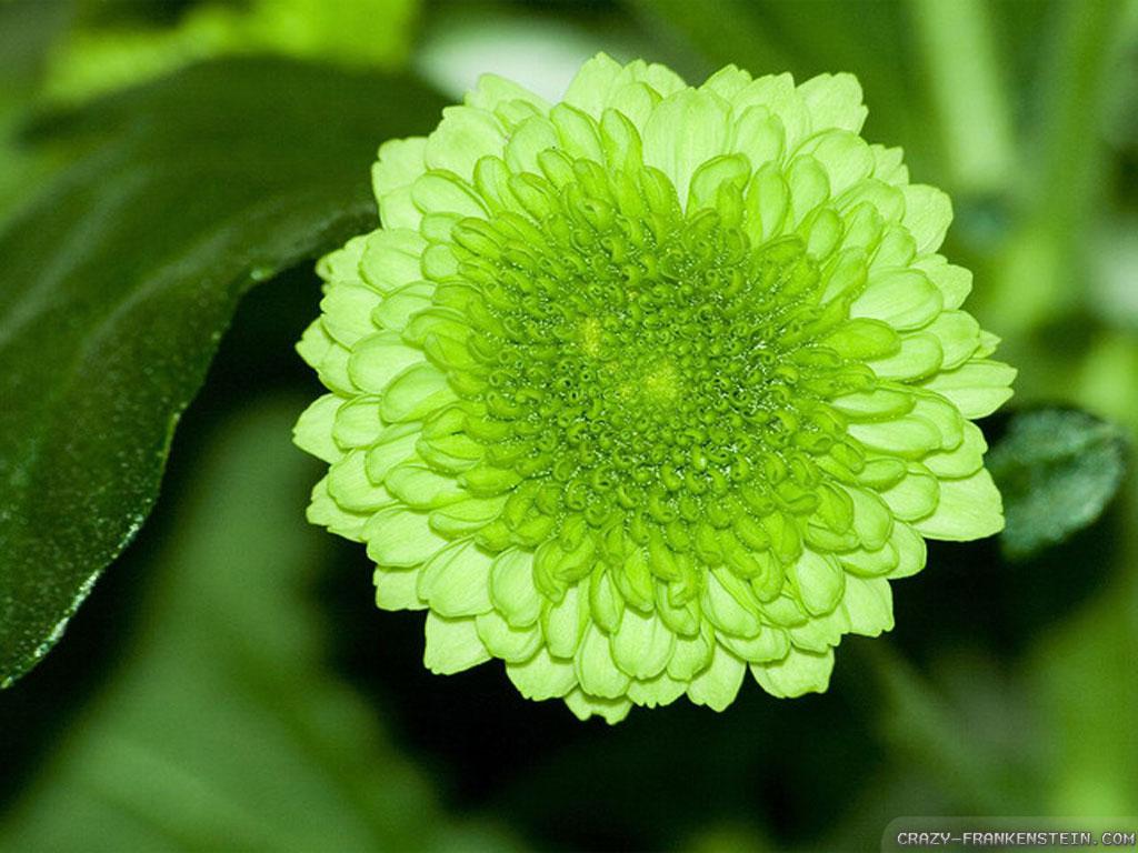 Green Flower - Light Green Coloured Flowers , HD Wallpaper & Backgrounds