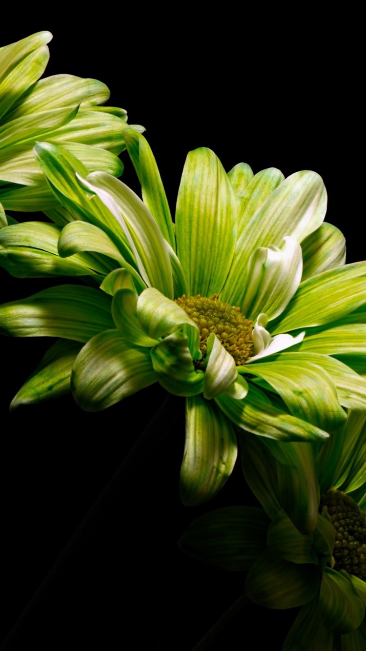 Iphone Wallpaper Green Flowers, Black Background - Black And Green Flowers , HD Wallpaper & Backgrounds