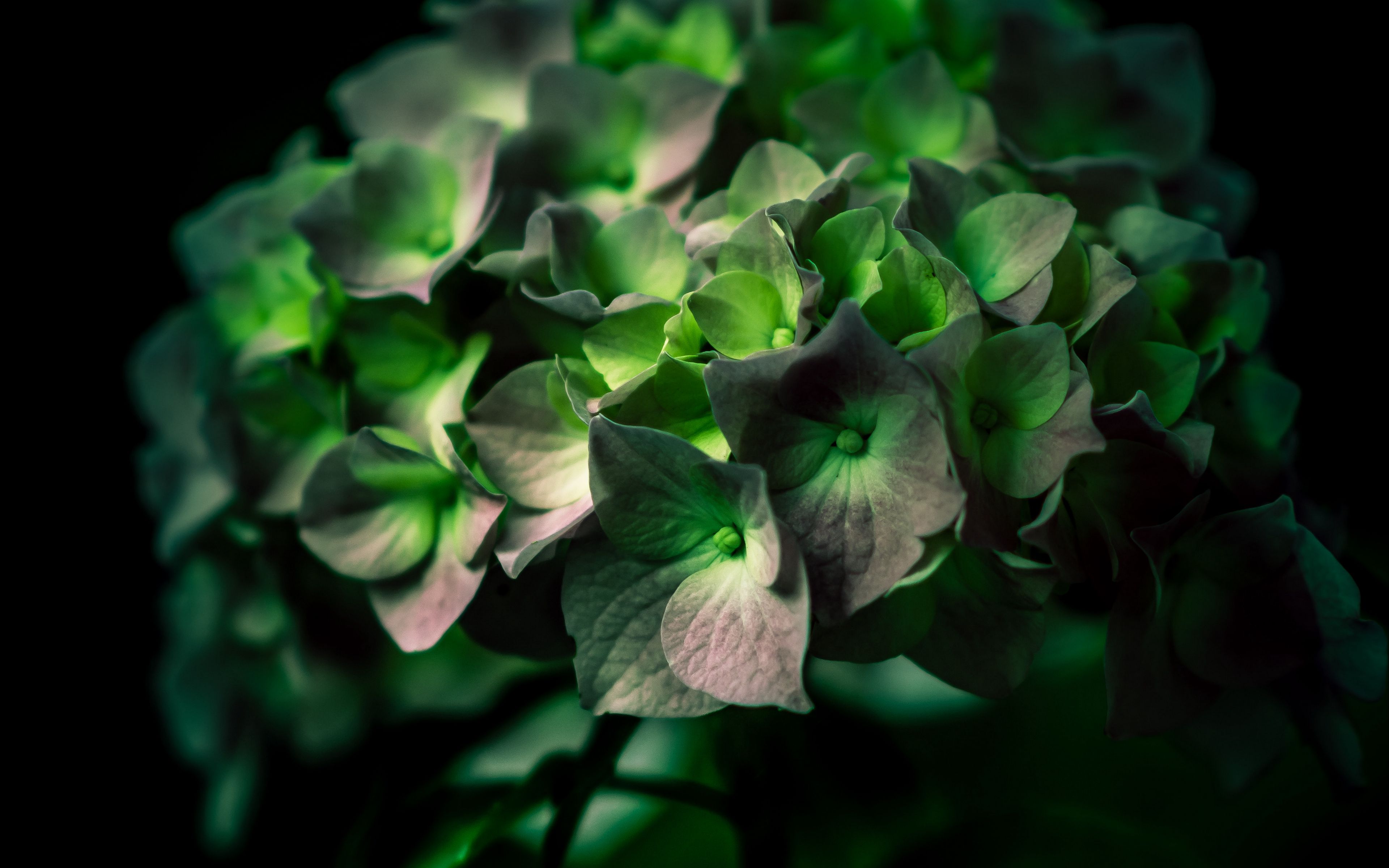 Wallpaper Hydrangea, Green, Flower, Close-up - Flower 4k Green , HD Wallpaper & Backgrounds