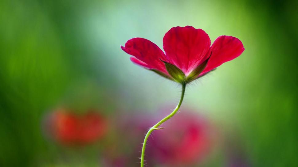 Flower, Flowers, Pink, Green Background, Desktop Wallpaper,flower - Red Flower Green Background , HD Wallpaper & Backgrounds