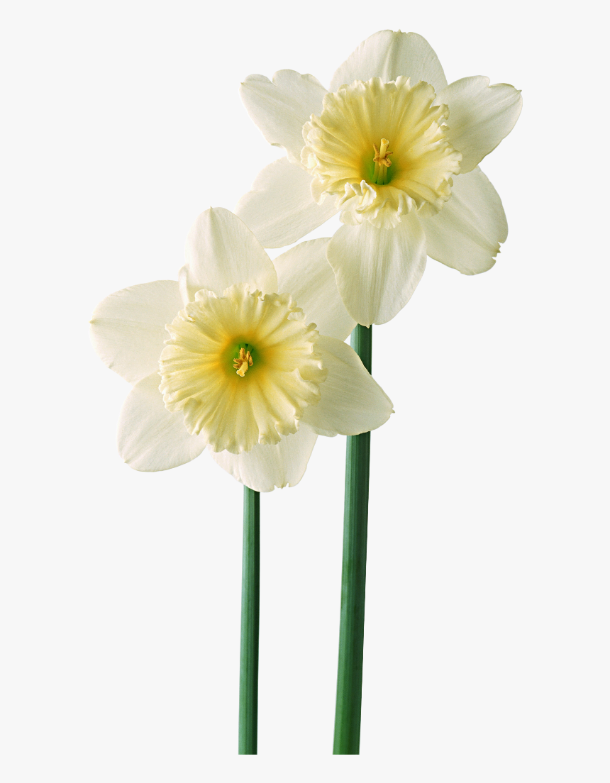 Flor Mes De Nacimiento Narcisos - Daffodil , HD Wallpaper & Backgrounds