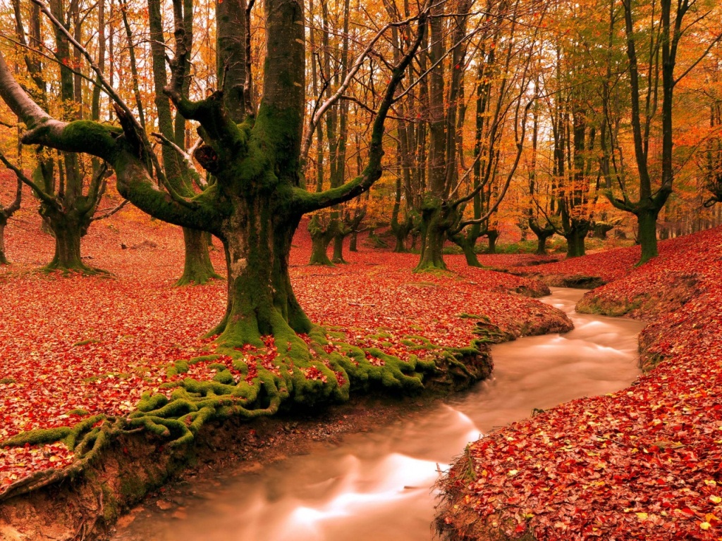 Nature Wallpaper Zip File Royalty Free Images Stock - Autumn Forest Hd Wallpapers For Pc , HD Wallpaper & Backgrounds