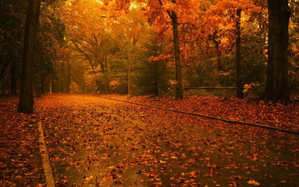 Nature Wallpaper Zip File Download - Tree Leaf Fall Background , HD Wallpaper & Backgrounds