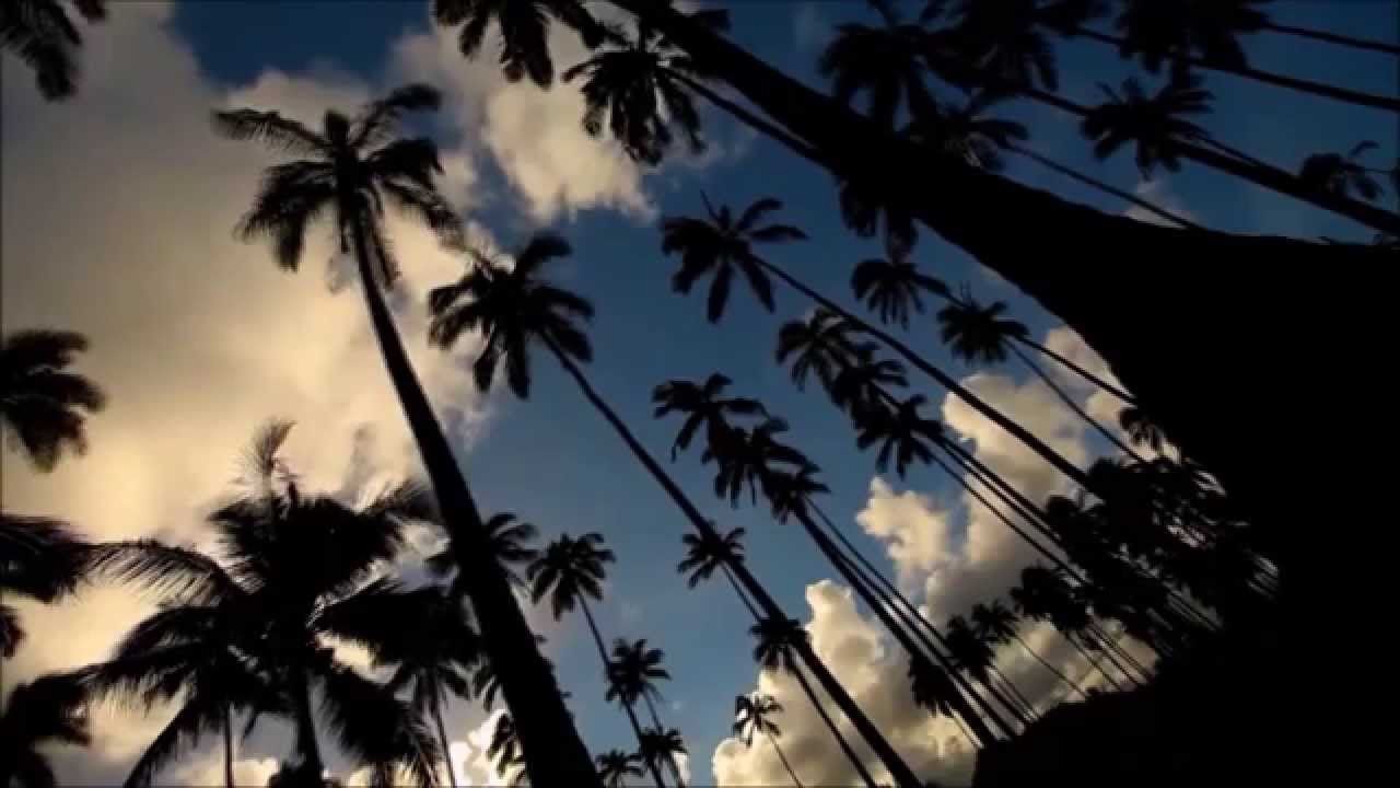 Live Wallpaper Palm Trees , HD Wallpaper & Backgrounds
